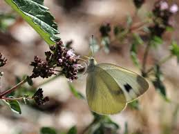 Attēlu rezultāti vaicājumam “Colias palaeno upperside”