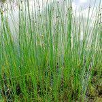 Attēlu rezultāti vaicājumam “Schoenoplectus lacustris subsp. glaucus fruit”