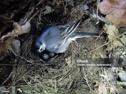 Attēlu rezultāti vaicājumam “Motacilla alba nest”