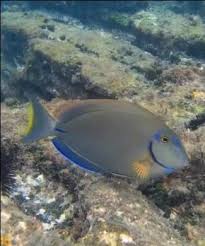Image result for Acanthurus bahianus