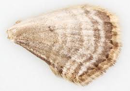 Attēlu rezultāti vaicājumam “Xanthorhoe biriviata”