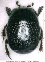 Attēlu rezultāti vaicājumam “Hypocaccus rugiceps”