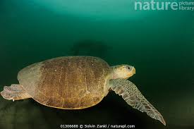 Image result for Lepidochelys olivacea
