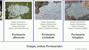 Attēlu rezultāti vaicājumam “Pertusaria leioplaca”