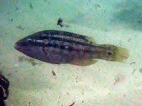 Image result for Symphodus bailloni