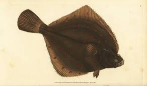Image result for Pleuronectes platessa