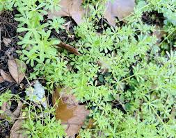 Image result for Galium aparine