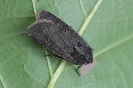 Attēlu rezultāti vaicājumam “Euxoa nigricans”