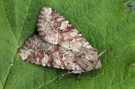 Attēlu rezultāti vaicājumam “Apamea sordens”