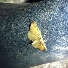 Attēlu rezultāti vaicājumam “Eulithis sp.”