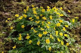 Attēlu rezultāti vaicājumam “Anemone ranunculoides flower”