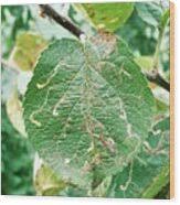 Attēlu rezultāti vaicājumam “Lyonetia clerkella”