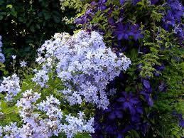 Image result for Campanula lingulata