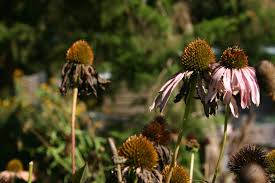 Attēlu rezultāti vaicājumam “Echinacea purpurea”