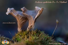 Attēlu rezultāti vaicājumam “Arrhenia spatulata”