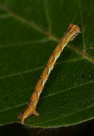 Attēlu rezultāti vaicājumam “Cyclophora albipunctata”