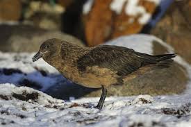 Image result for Stercorarius skua