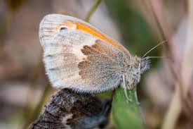 Attēlu rezultāti vaicājumam “Hyponephele lycaon female”