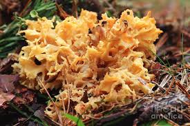 Attēlu rezultāti vaicājumam “Sparassis crispa”