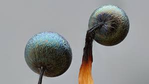 Attēlu rezultāti vaicājumam “Lamproderma debile sessile”