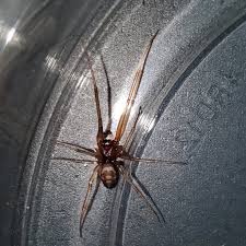 Attēlu rezultāti vaicājumam “Steatoda grossa female”