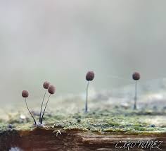 Attēlu rezultāti vaicājumam “Stemonitis fusca var. nigrescens macro”