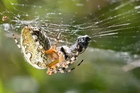 Attēlu rezultāti vaicājumam “Aculepeira ceropegia”