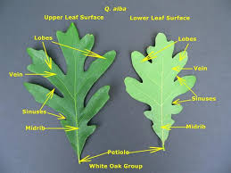 Attēlu rezultāti vaicājumam “Quercus”