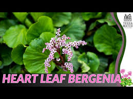 Attēlu rezultāti vaicājumam “Bergenia crassifolia flower”