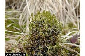 Attēlu rezultāti vaicājumam “Campylopus introflexus”