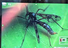 Attēlu rezultāti vaicājumam “Drepanosiphum platanoidis exuvia”