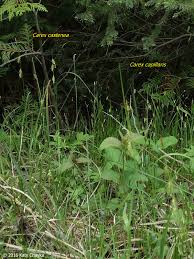 Attēlu rezultāti vaicājumam “Carex capillaris fruit”