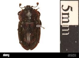 Attēlu rezultāti vaicājumam “Glischrochilus quadripunctatus imago”