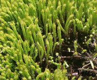 Attēlu rezultāti vaicājumam “Philonotis”