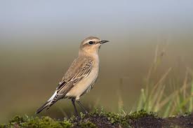 Attēlu rezultāti vaicājumam “Oenanthe oenanthe juvenile”