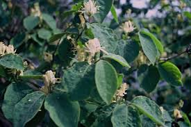 Attēlu rezultāti vaicājumam “Lonicera xylosteum flower”