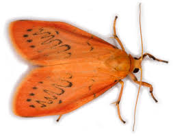 Attēlu rezultāti vaicājumam “Miltochrista miniata”