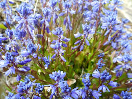 Attēlu rezultāti vaicājumam “Polygala amarella”