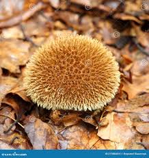 Attēlu rezultāti vaicājumam “Lycoperdon echinatum”