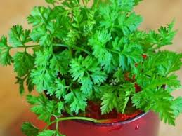 Image result for Anthriscus cerefolium