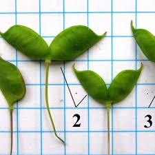 Attēlu rezultāti vaicājumam “Isopyrum thalictroides leaf”