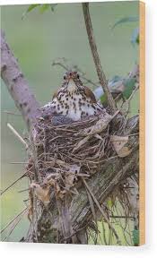 Image result for Hylocichla mustelina