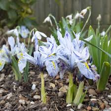 Attēlu rezultāti vaicājumam “Iris reticulata”