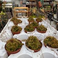 Image result for Drosera