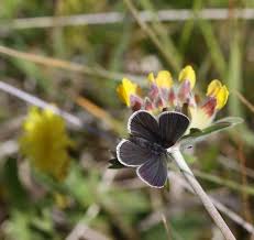 Attēlu rezultāti vaicājumam “Cupido minimus female”