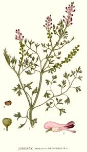 Image result for Fumaria officinalis