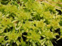 Attēlu rezultāti vaicājumam “Sphagnum teres”