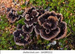 Attēlu rezultāti vaicājumam “Thelephora terrestris”