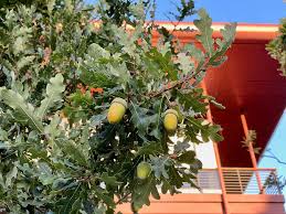 Attēlu rezultāti vaicājumam “Quercus robur”