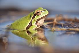 Attēlu rezultāti vaicājumam “Hyla arborea adult”